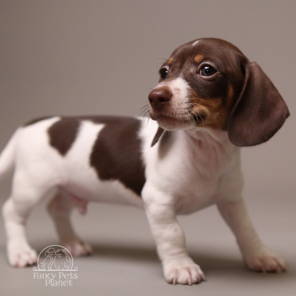 Darvin AKC Mini Dachshund