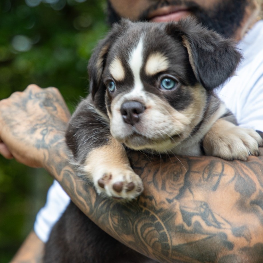 SANJI TRICOLOR COCO & TAN AKC 