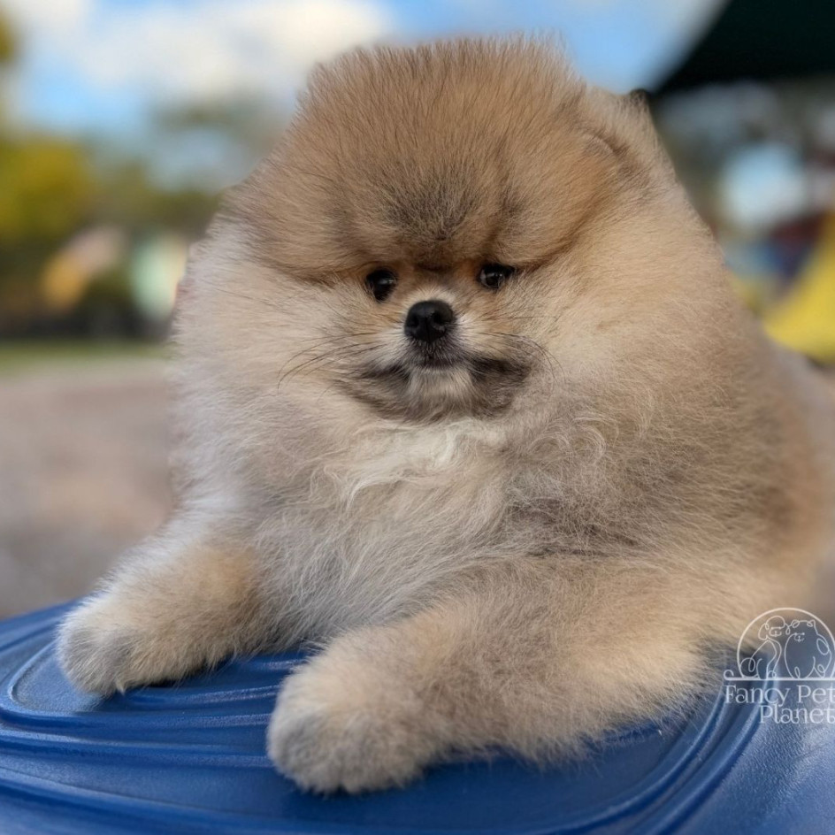 Rey Light Orange Pom