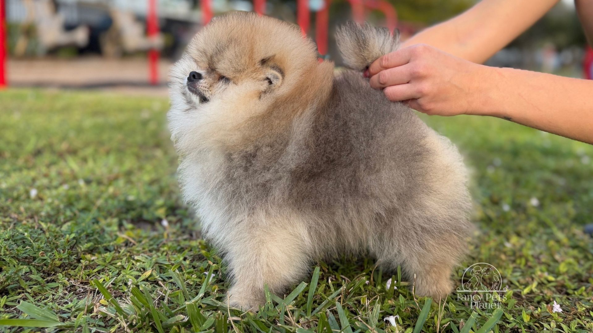 Rey Light Orange Pom