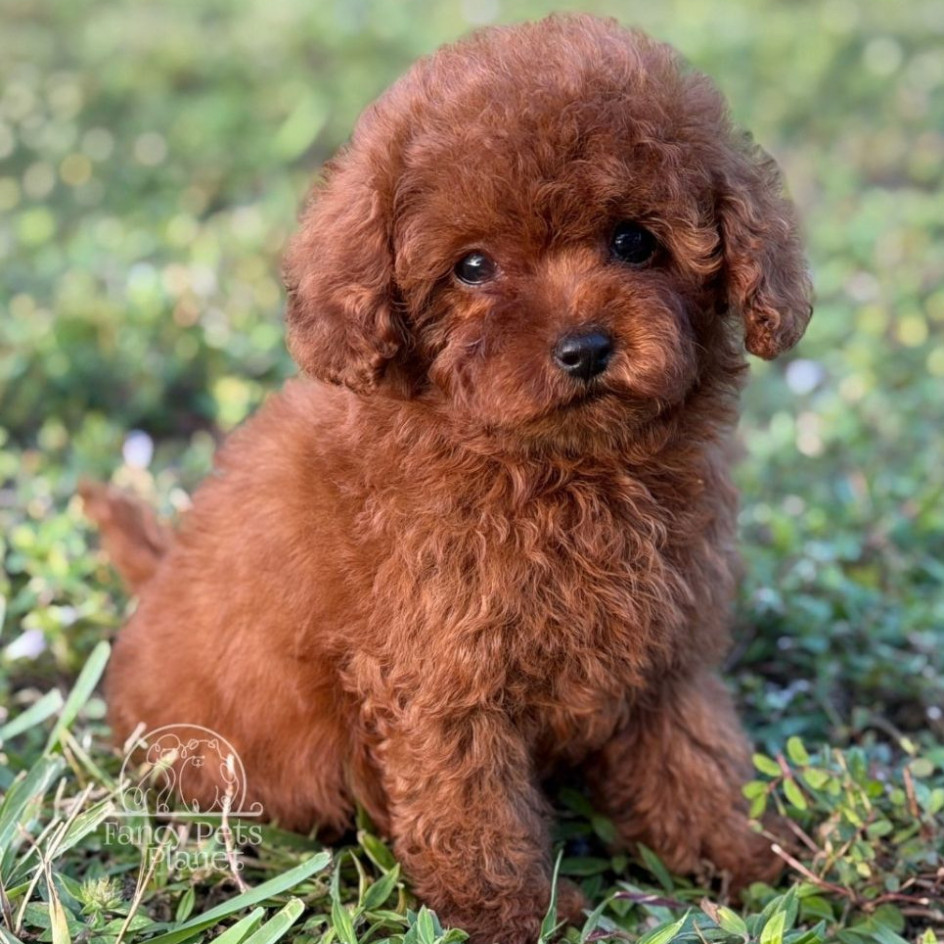 Chanel Red teacup puppy