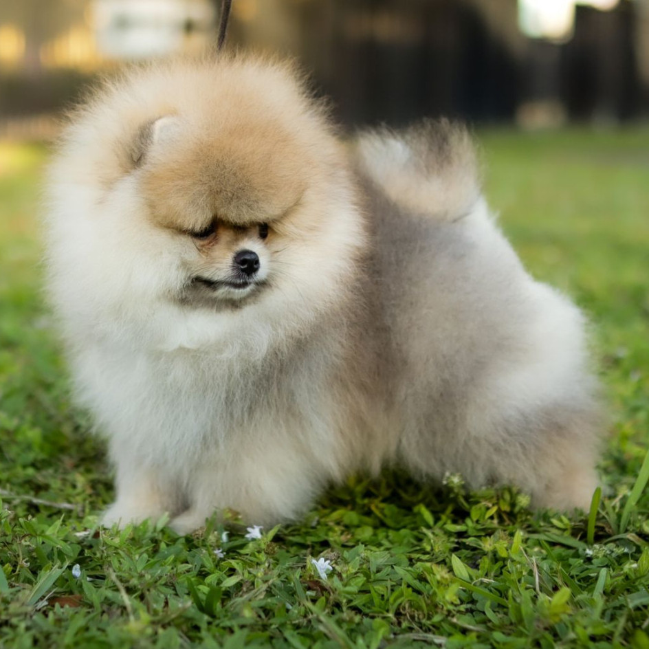 Rey Light Orange Pom