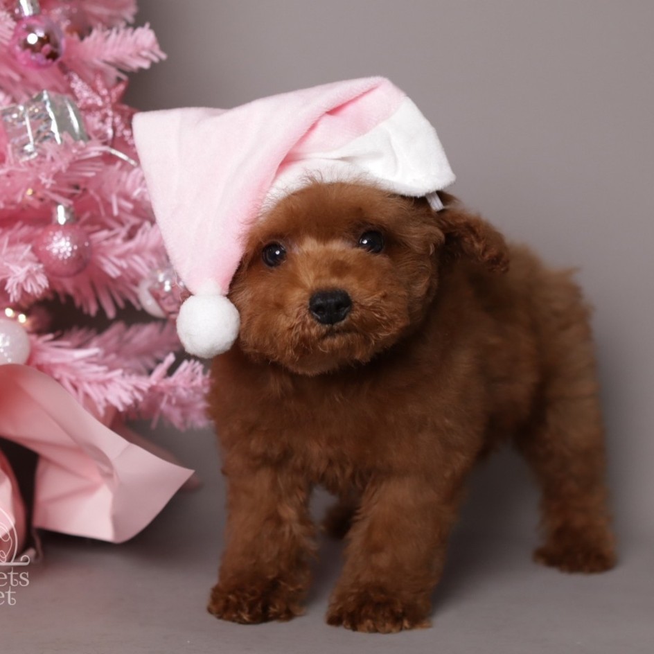 Mila- Teddy Bear red Poodle