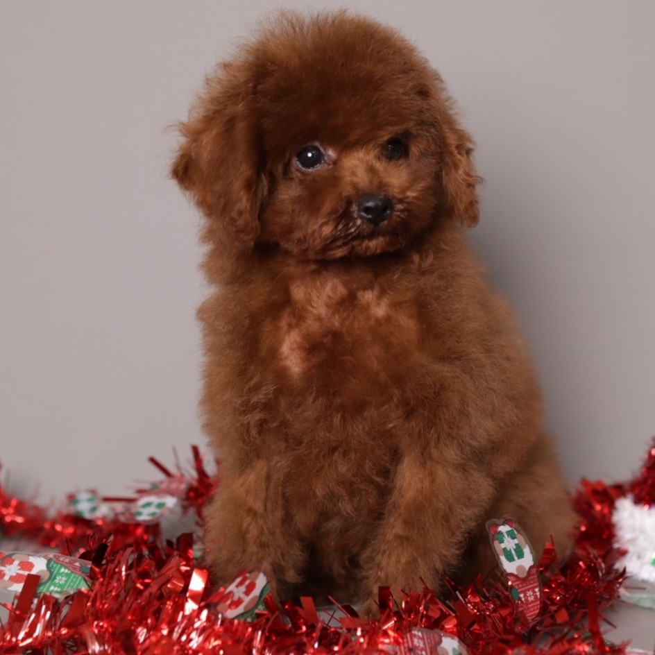 Richie Cherry red Toy Puppy