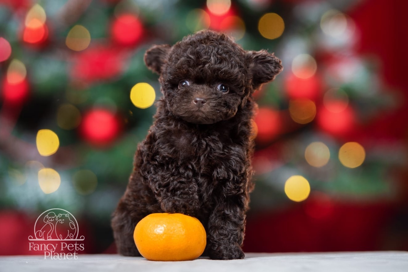 Bella Teacup Chocolate 