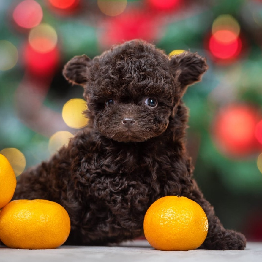 Bella Teacup Chocolate 