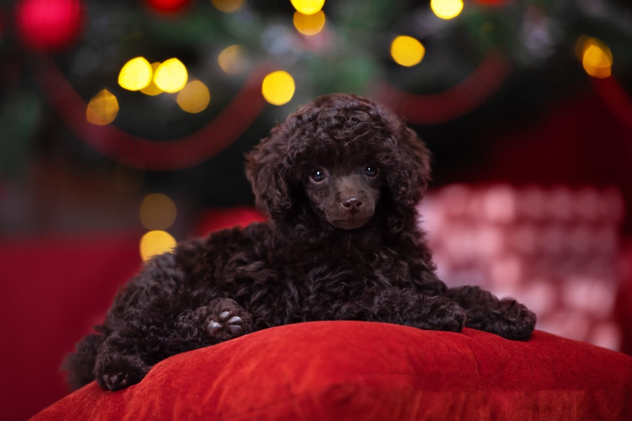 Amore Dark Chocolate Toy