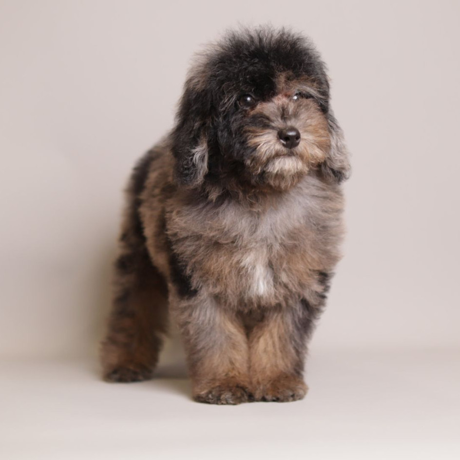 Ollie Black Brown Merle 