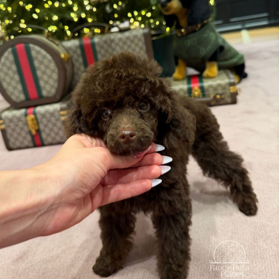 ZEPHYR — DARK CHOCOLATE Phantom 