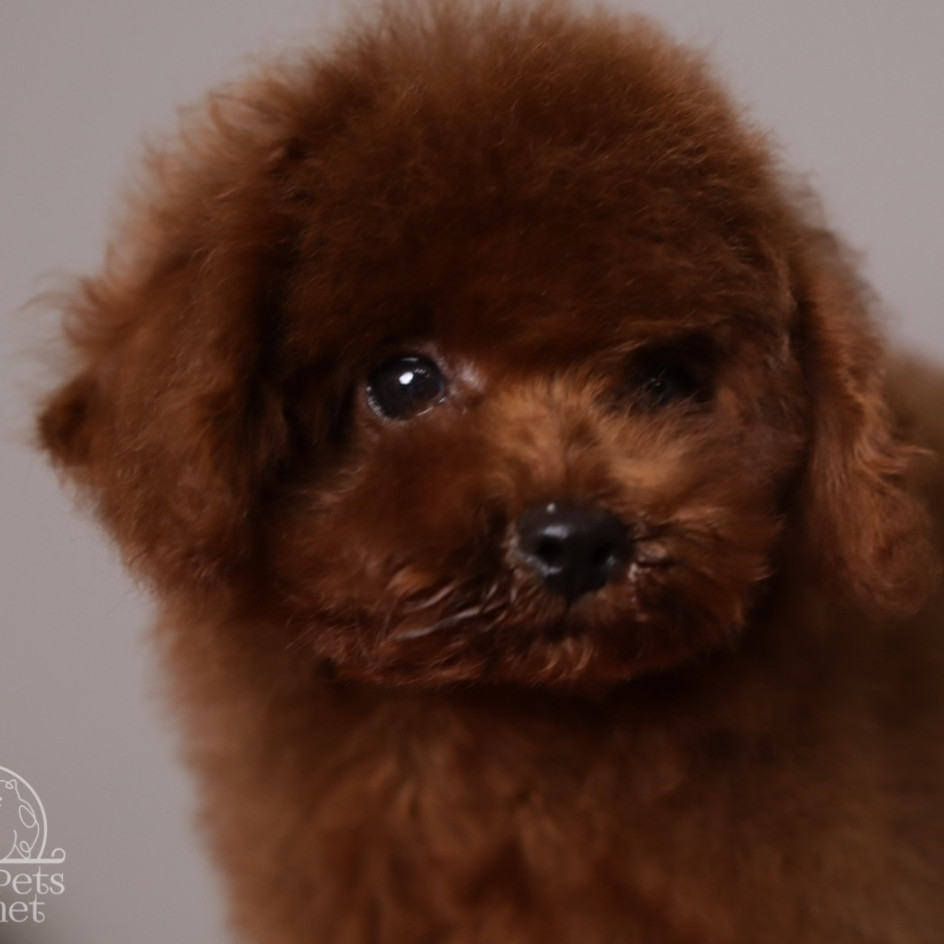 Richie Cherry red Toy Puppy