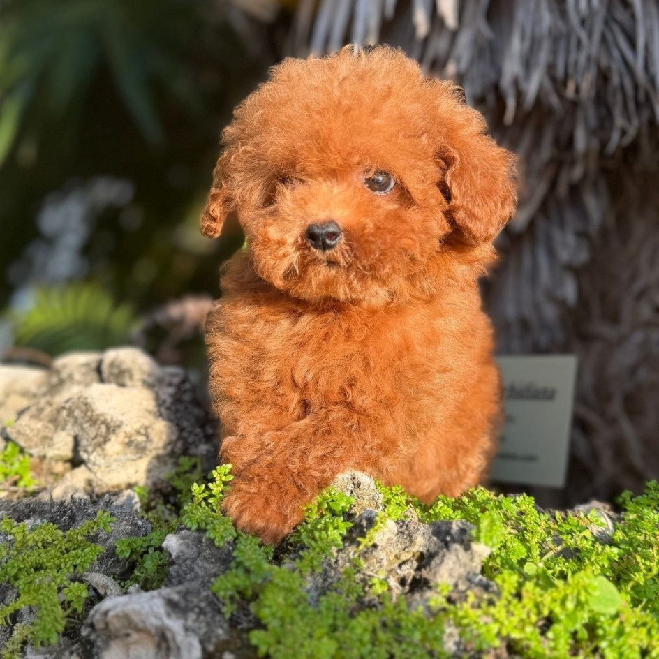 Happily Homed - TEACUP MARY