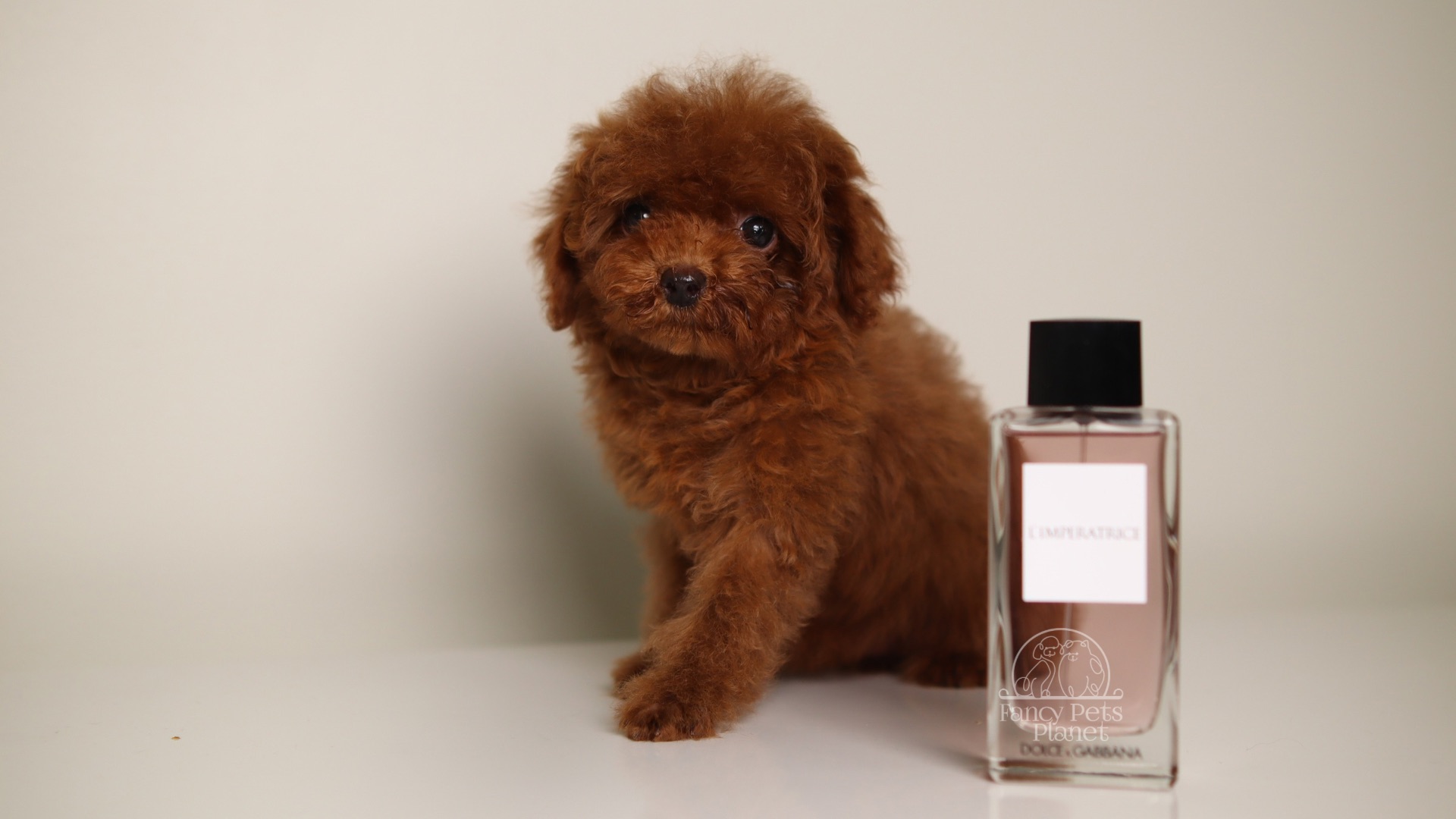 Happily Homed- Giselle 