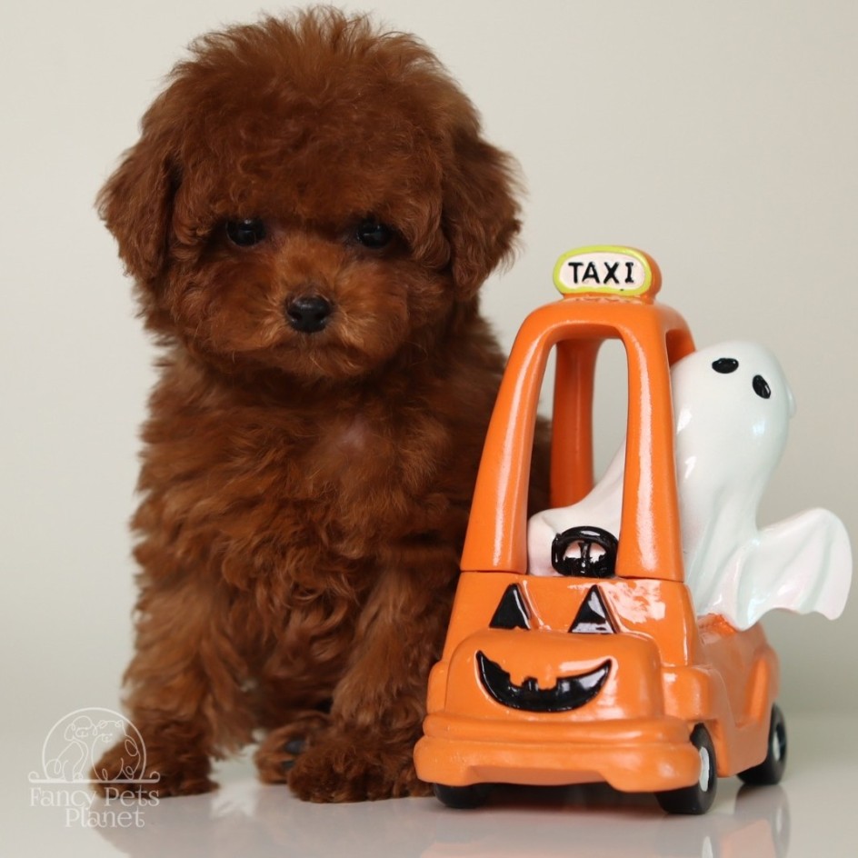 Happily Homed-JULIET 