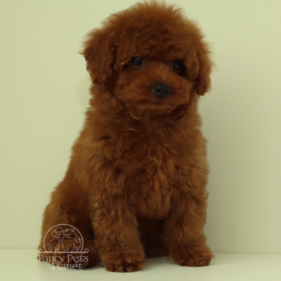 LouLou cherry red Toy poodle
