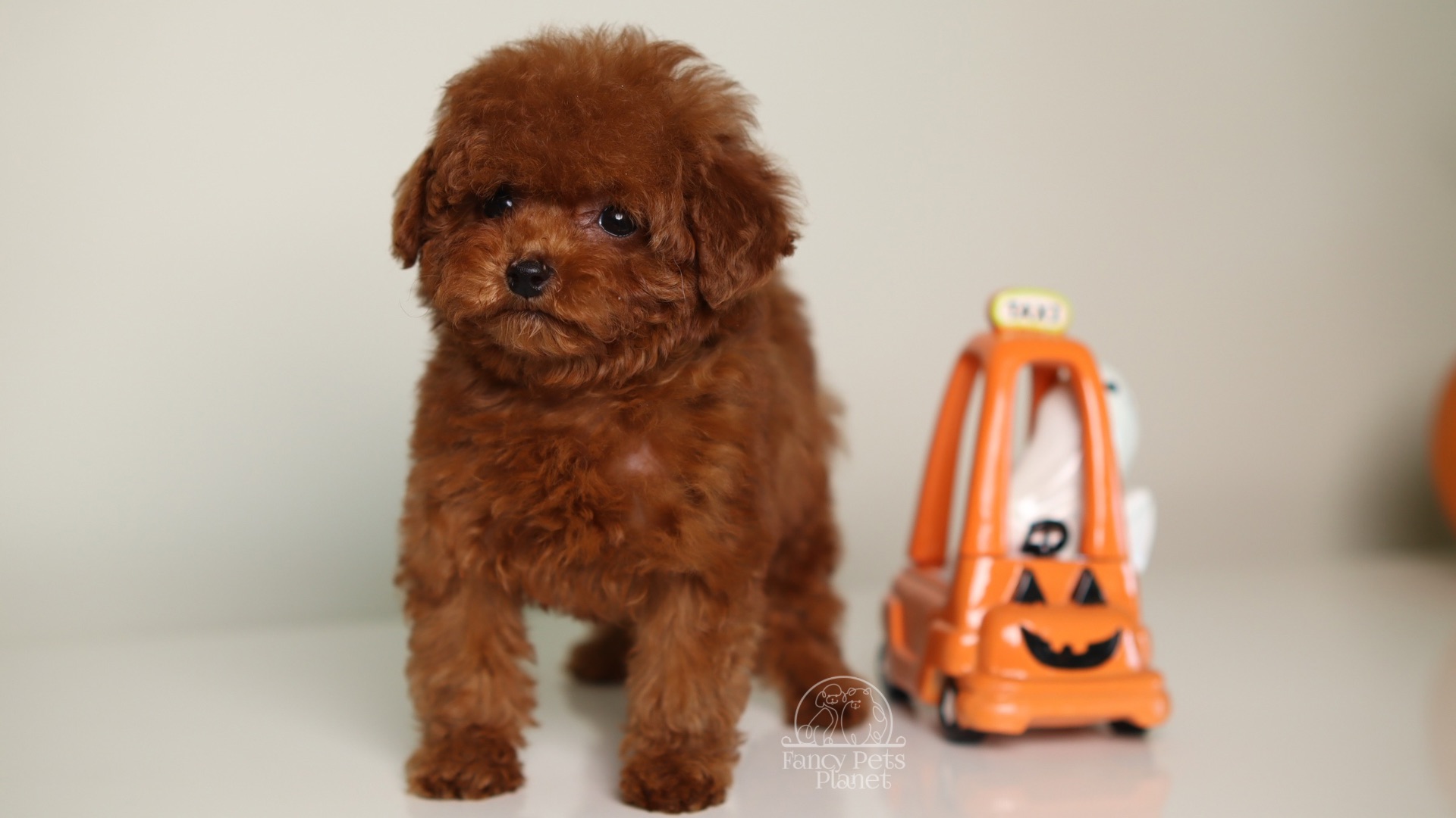 Happily Homed-JULIET 