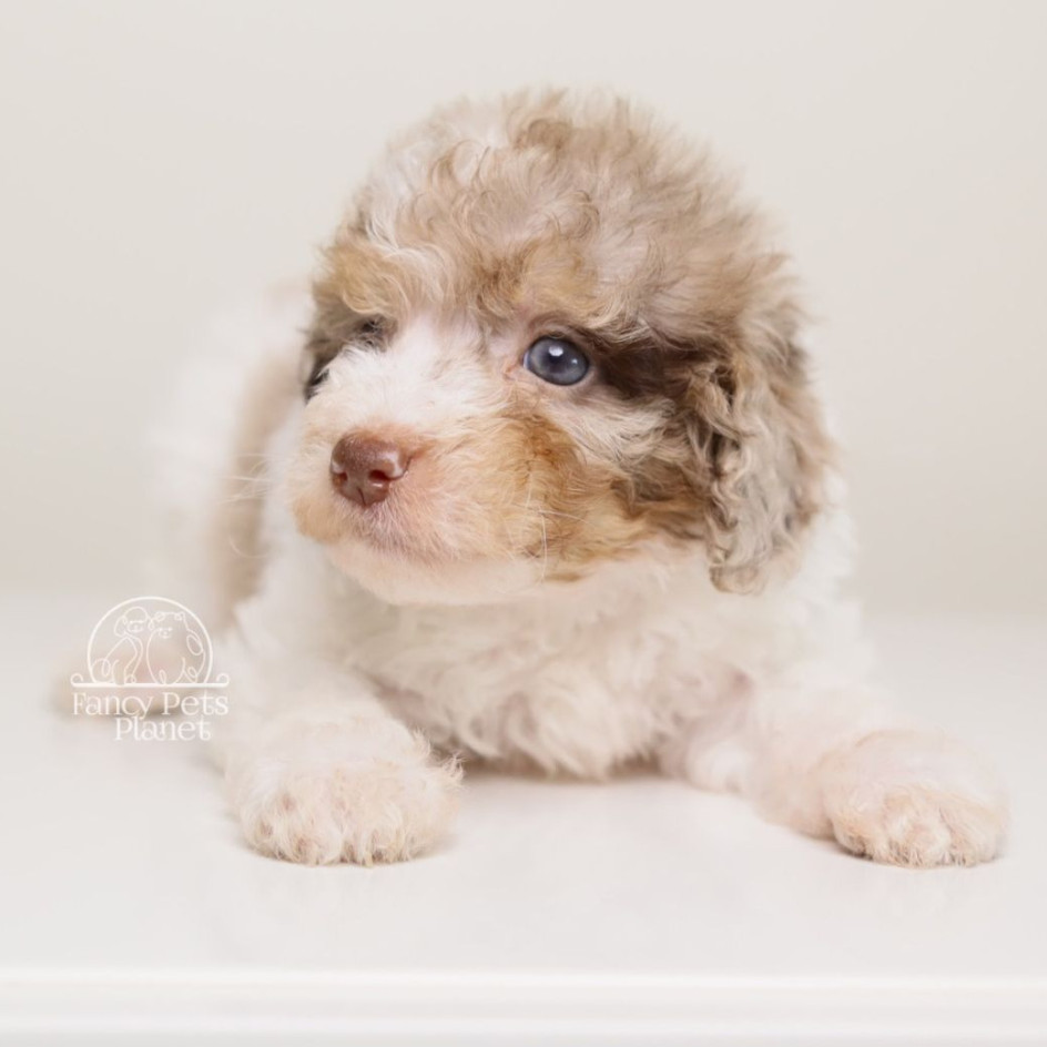 LOKI — WHITE TRICOLOR MERLE MALE