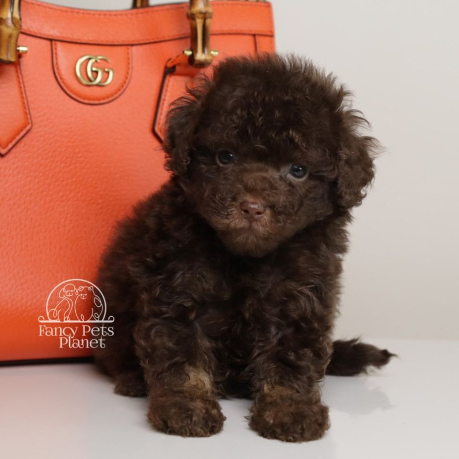 LUCAS — CHOCOLATE PHANTOM MALE WITH BLUE EYES