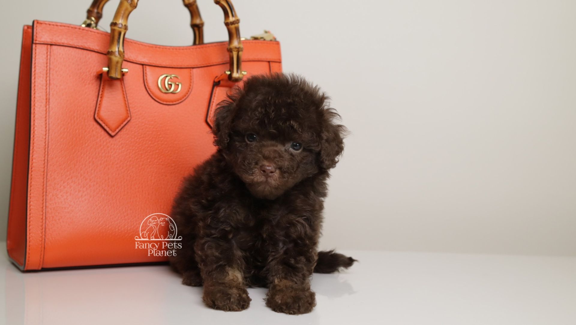 LUCAS — CHOCOLATE PHANTOM MALE WITH BLUE EYES