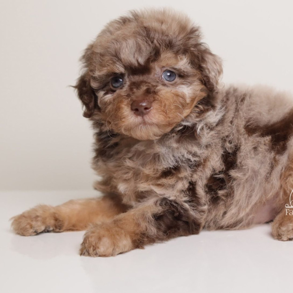 LUCILE — CHOCOLATE MERLE