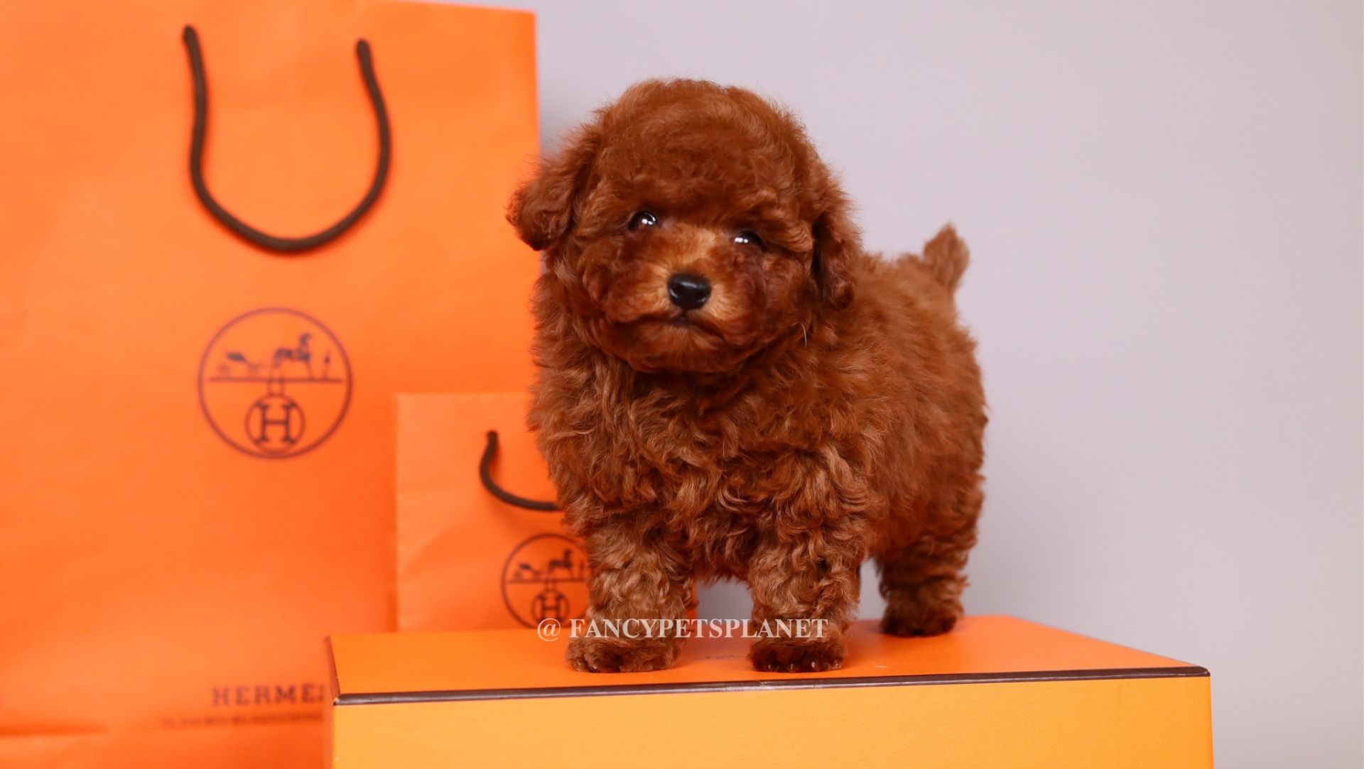 HERMES 