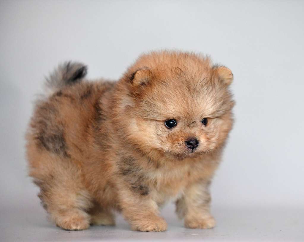 Grisha PomaPoo