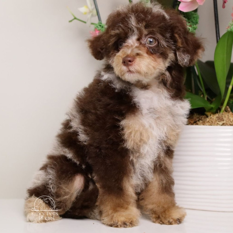 LUELLA DARK CHOCOLATE MERLE