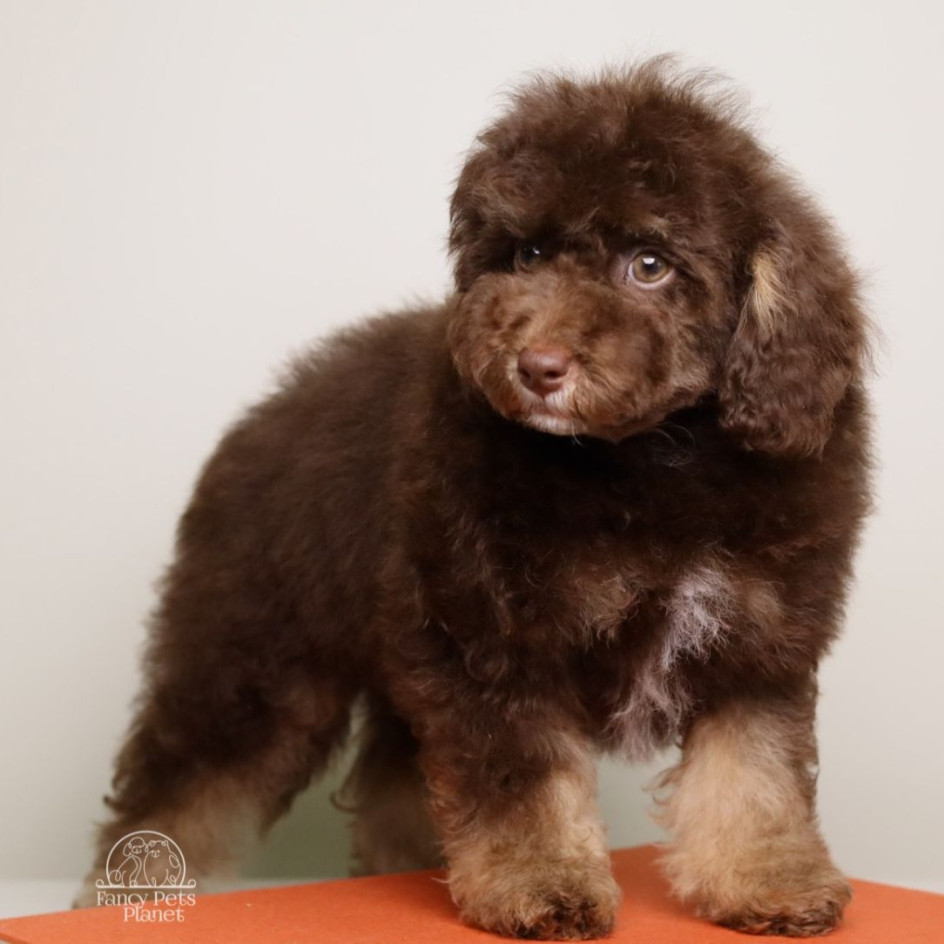 LUCIAN — CHOCOLATE PHANTOM MALE WITH WHITE POINTS