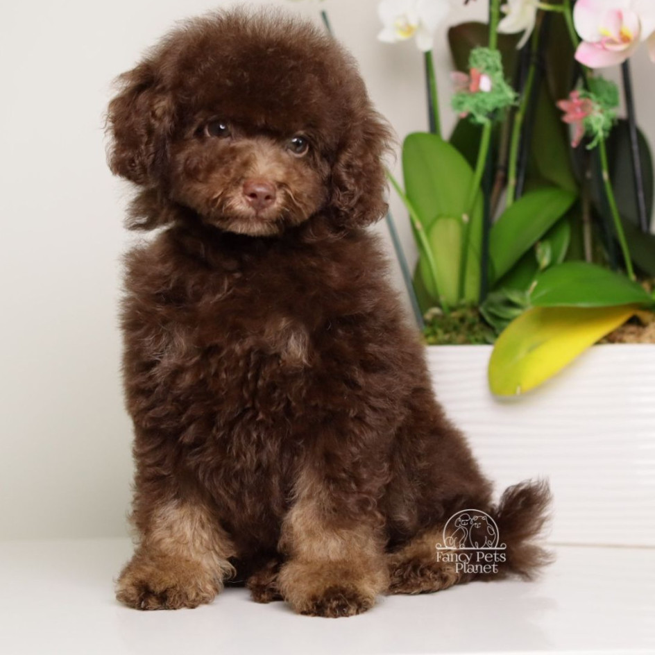 LUCAS — CHOCOLATE PHANTOM MALE WITH BLUE SEGMENT EYES