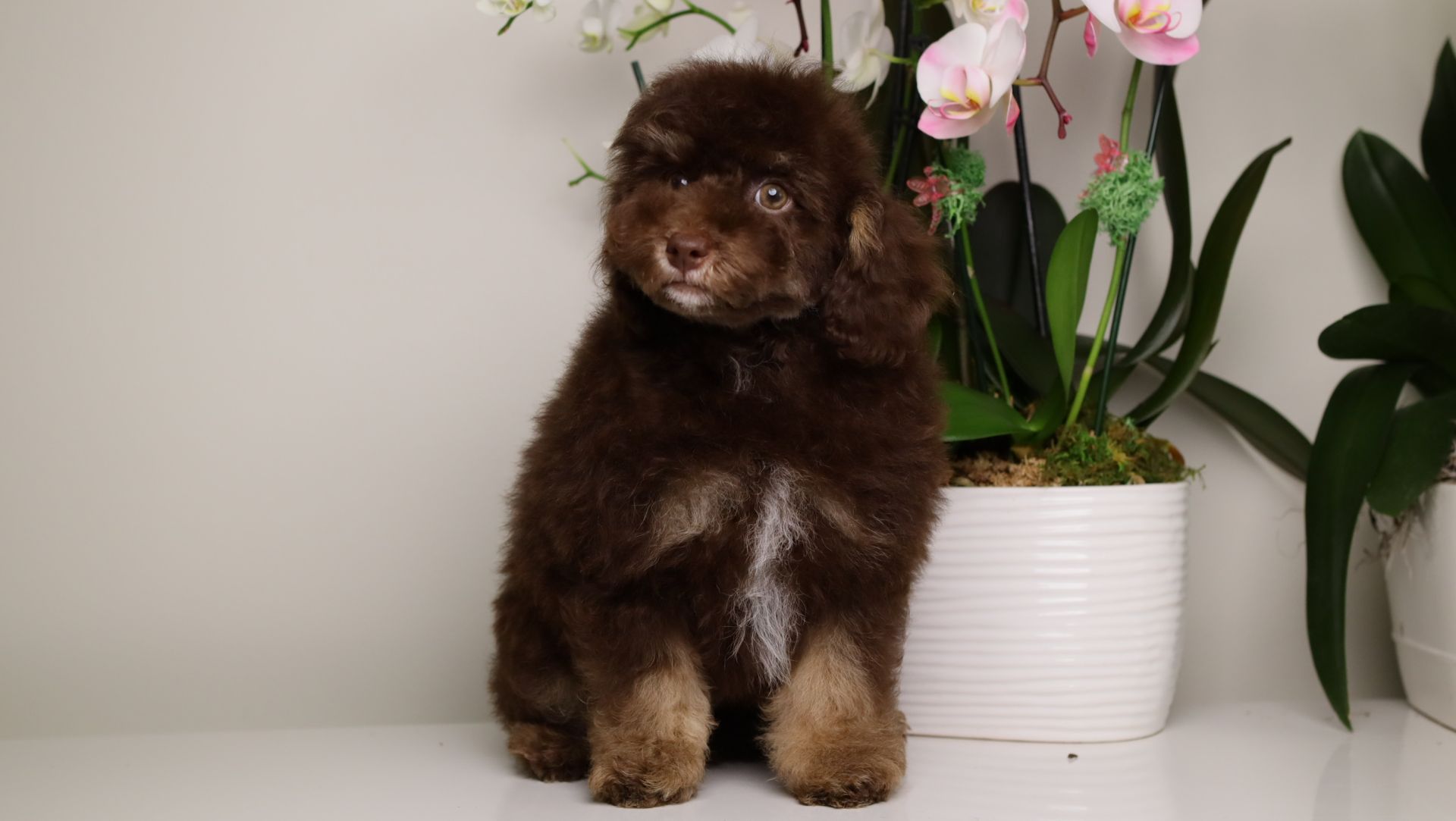 LUCIAN — CHOCOLATE PHANTOM MALE WITH WHITE POINTS