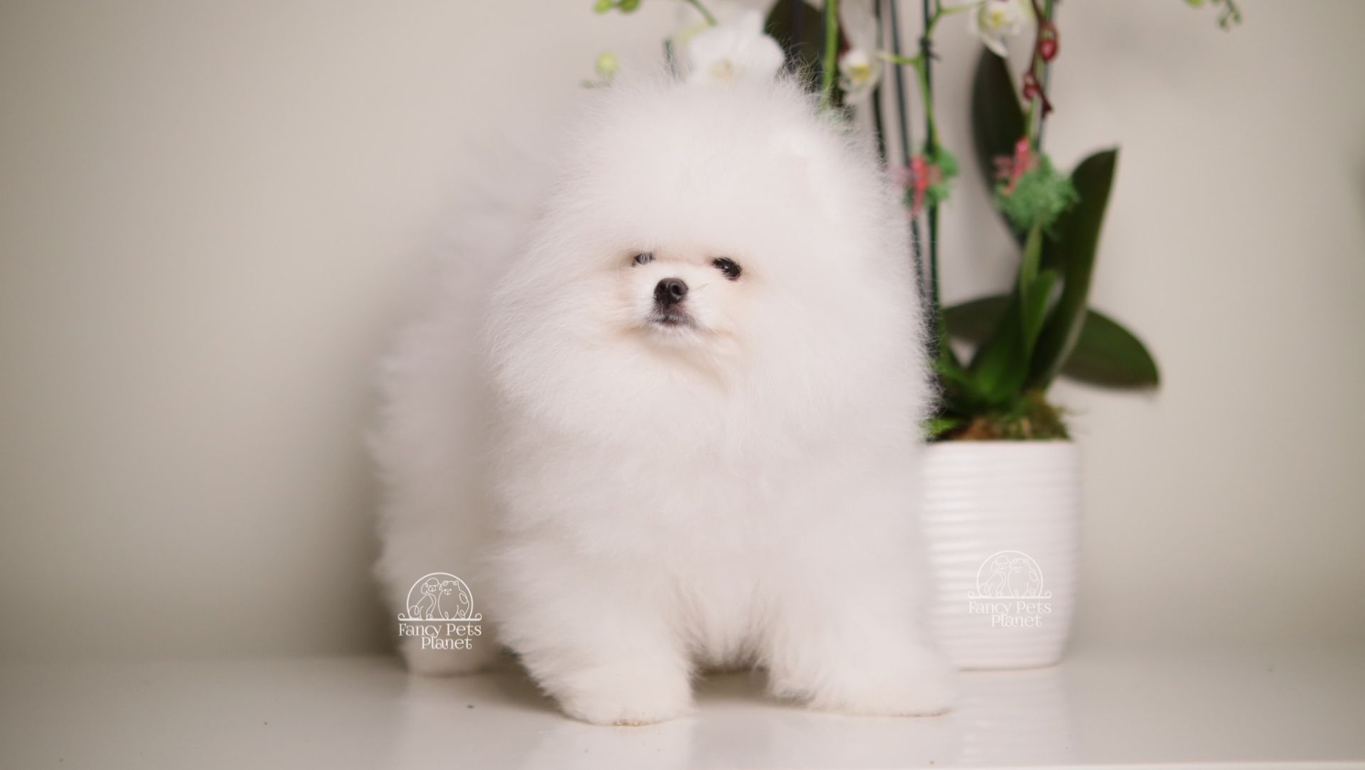 ASTON – SNOW WHITE TEDDY BEAR