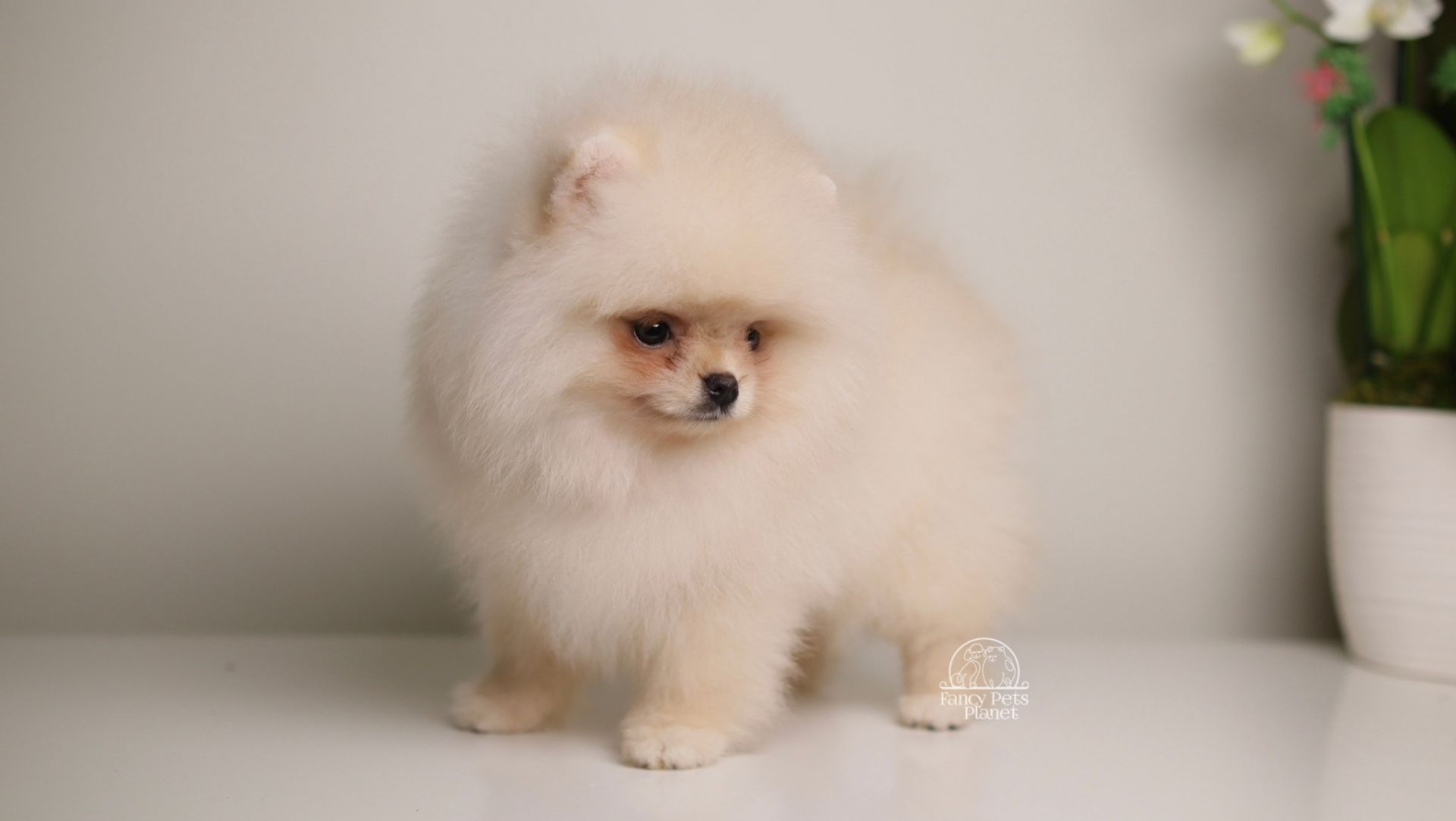REINA – TINY Teacup  Pomeranian