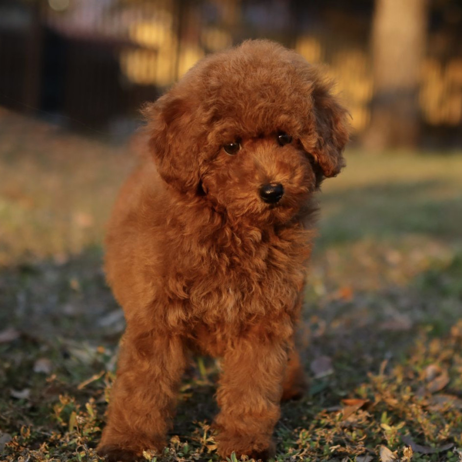 NALA – RED AKC MINIATURE POODLE