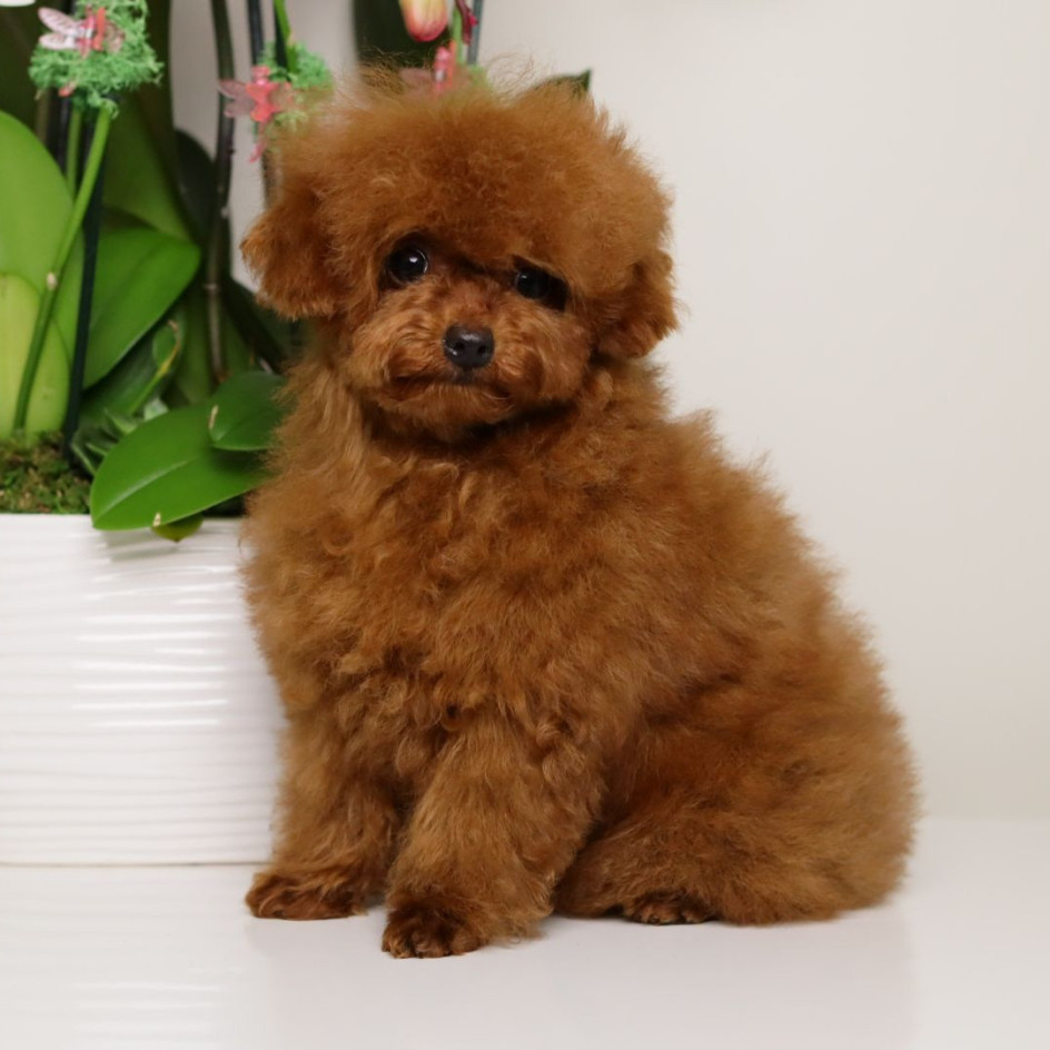 TARIX Tiny Red Toy Poodle