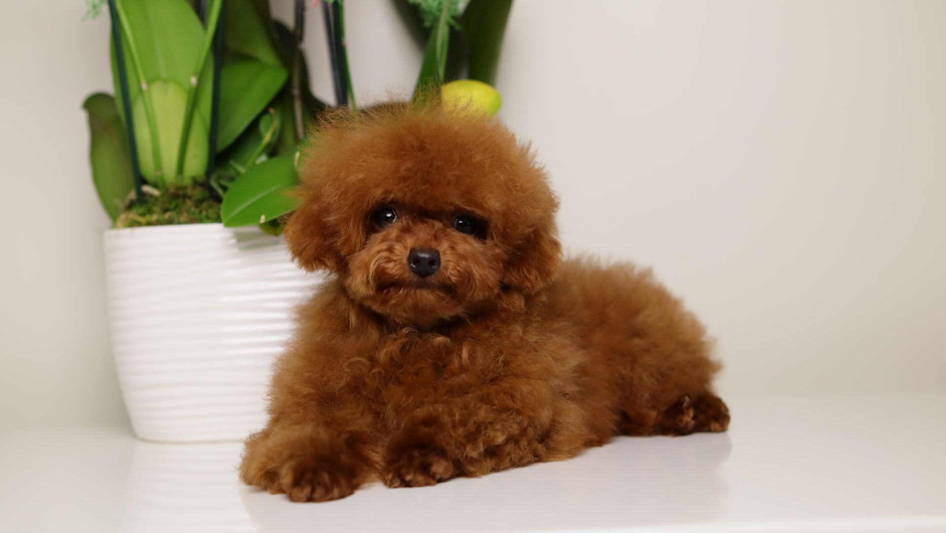 TARIX Tiny Red Toy Poodle