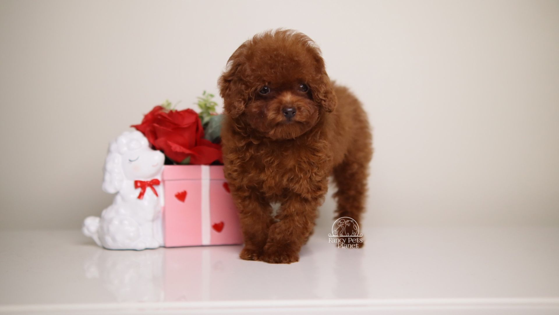 MING – MAHOGANY RED TOY 