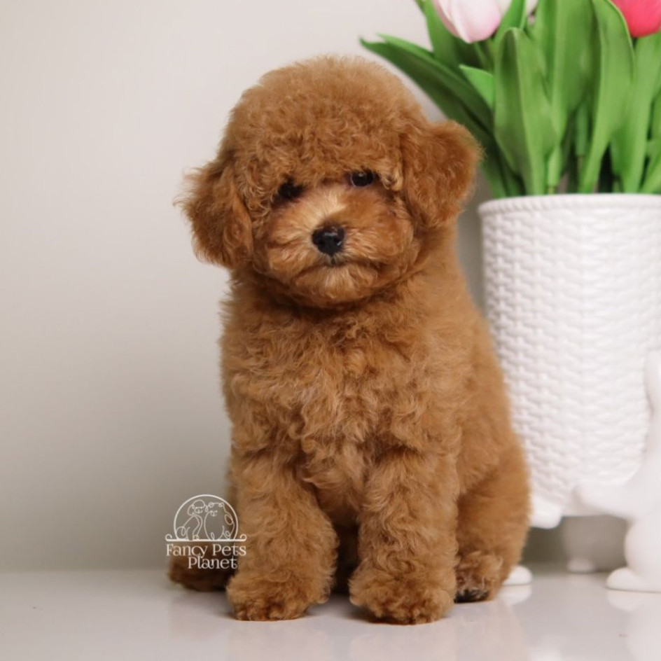 Simba Toy-Mini Apricot AKC Poodle