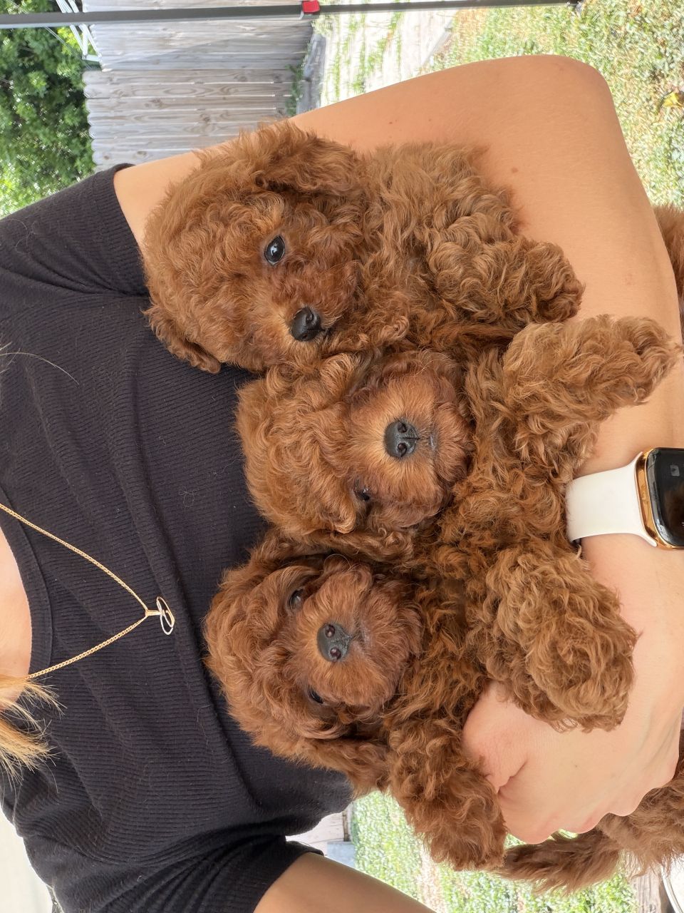 Teddy Bears
